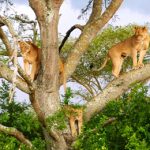 Queen Elizabeth Climbing Lions
