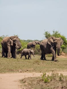 A herd of African elephants, including a young calf, grazing in the savanna of Akagera National Park by excellent african safaris.