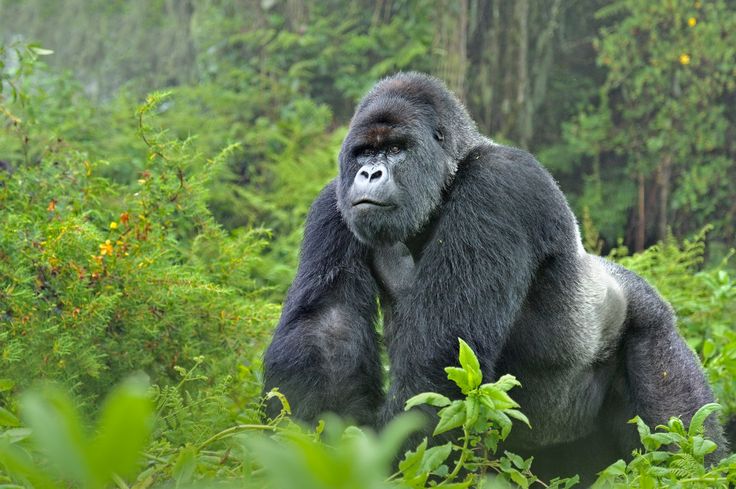 Silverback mountain gorilla standing in the lush green foliage of Bwindi Impenetrable Forest, Uganda, during a trekking safari with Excellent African Safaris.