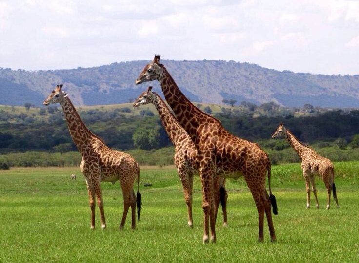 A group of Masai giraffes standing in the green savanna plains of Akagera National Park with rolling hills in the background by excellent african safaris.