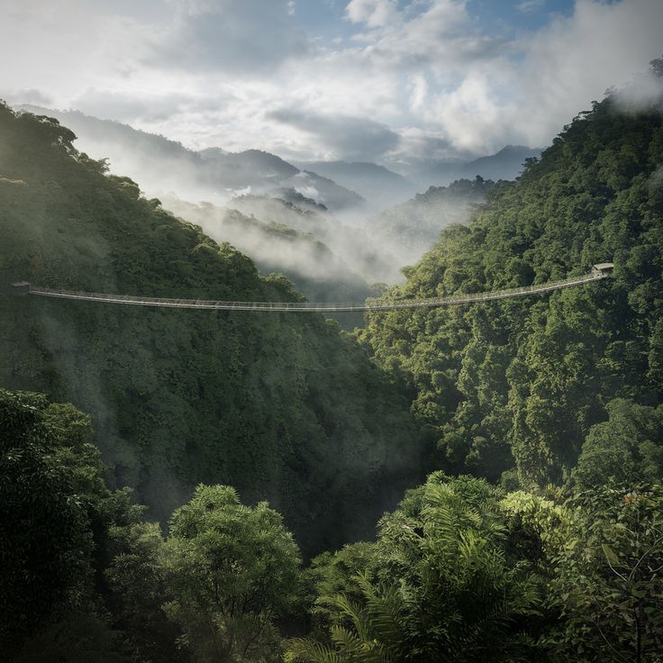 Wide aerial view of the famous suspension canopy walkway bridge spanning across a misty, lush tropical rainforest valley in Nyungwe National Park, Rwanda, captured by Excellent African Safaris.