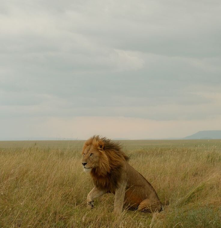 A male lion sitting in the tall golden grass of the uganda African savanna under an overcast sky by excellent african safaris.