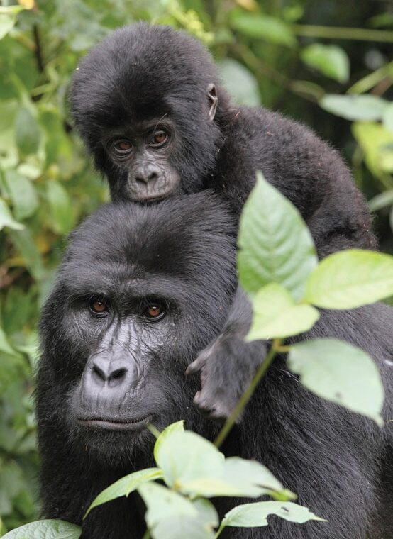 A mountain gorilla mother with a young infant on her back in the dense forest of Bwindi Impenetrable National Park, Uganda, by Excellent African Safaris.