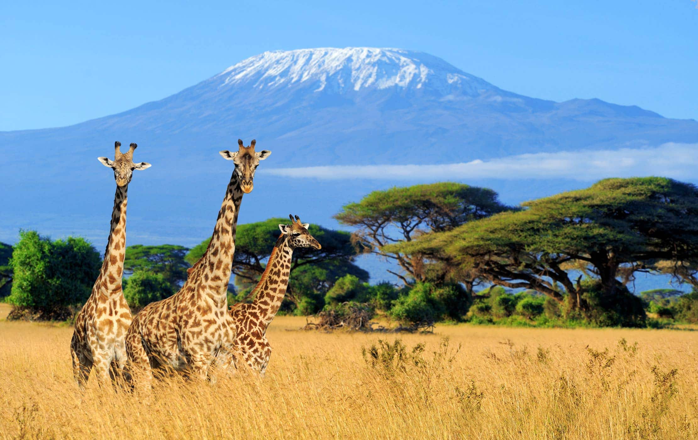kilimanjaro mountain