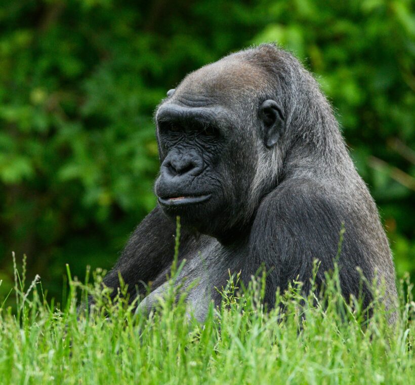 A majestic silverback gorilla sitting in lush green grass during a primate trekking safari in Bwindi Impenetrable Forest, Uganda by excellent african safaris.