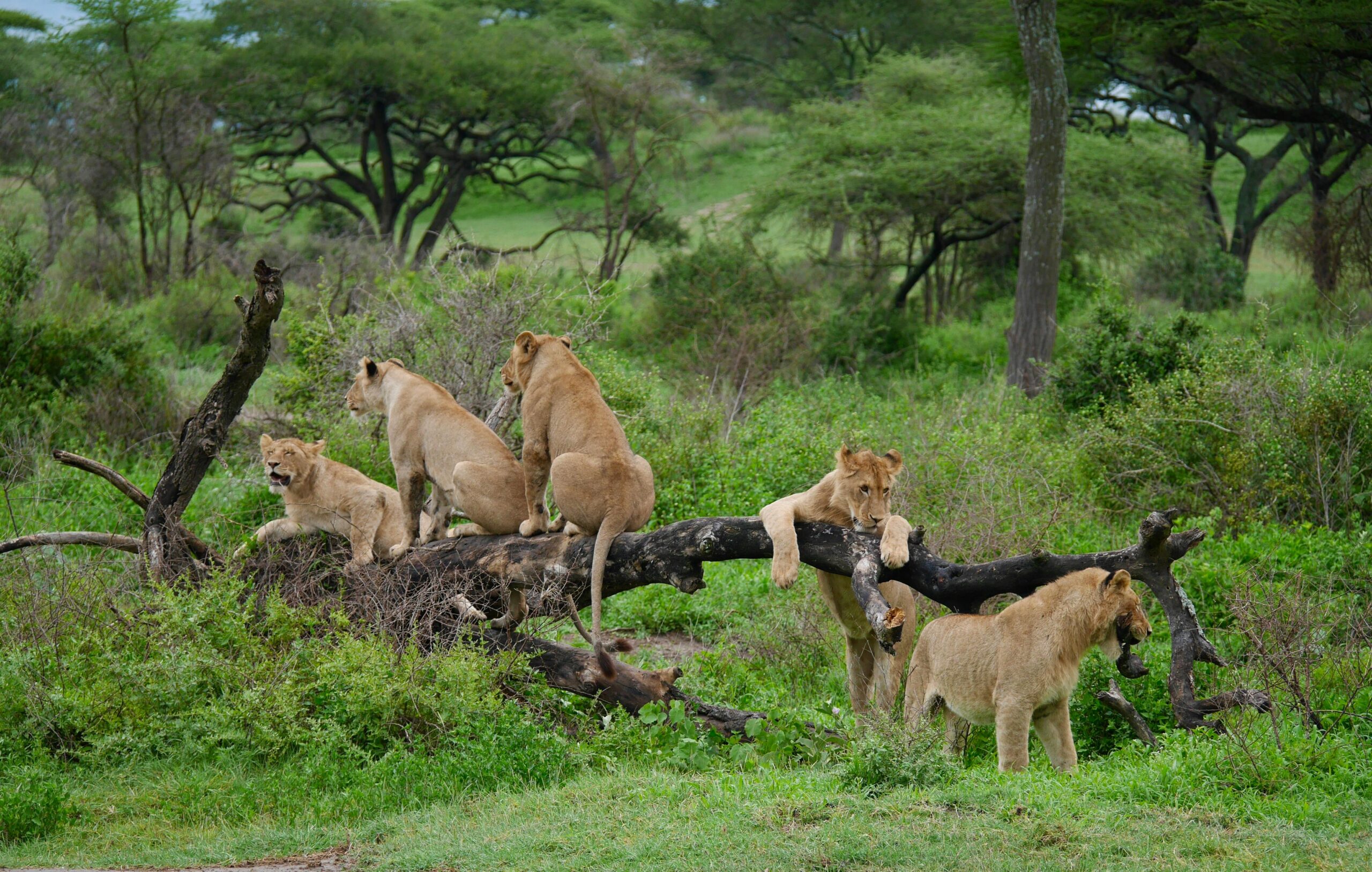 Serengeti National Park