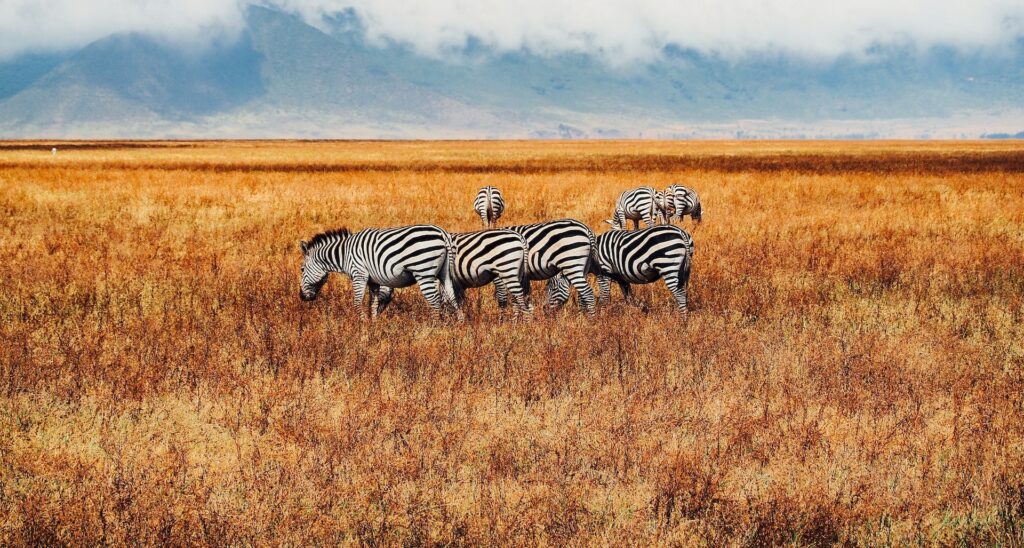 Tanzania tours