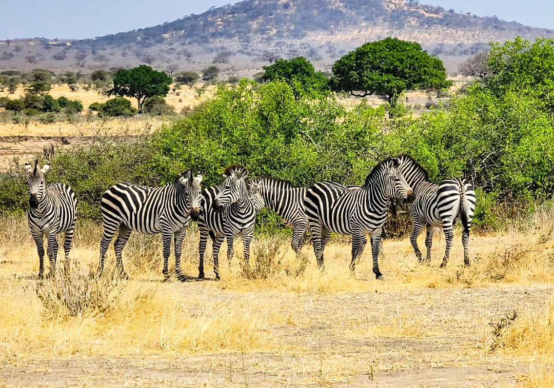 Ruaha National Park